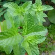 Mintの画像