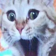 mash roomの画像
