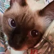 ちびふじこの画像