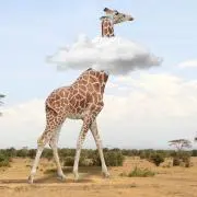ぴのの画像