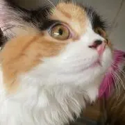 はるぴょん