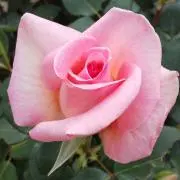 flowerの画像
