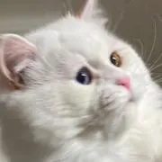 ヒョ