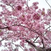 ももこの画像