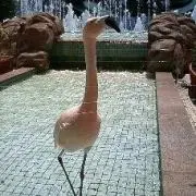 ふらみんごの画像