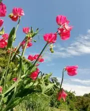 YNの画像