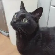 チロ☆の画像