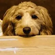 なーの画像