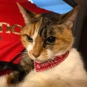 みけねこの画像
