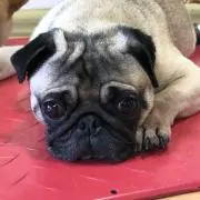 Yuuの画像