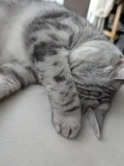 のんの画像