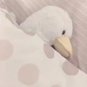 まこの画像