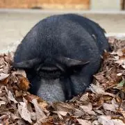 てへぺろ