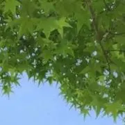 iriserの画像