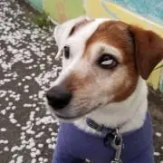 NANAの画像