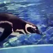 io