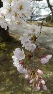 ema 【即購入可】の画像