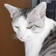 ふくまま