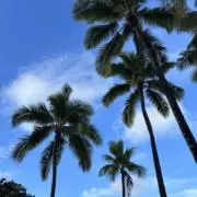 s.hawaiiの画像