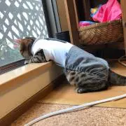 あこの画像