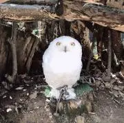 Kaiの画像