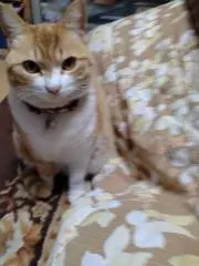 ひなちゃんの画像