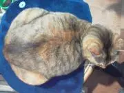 みんにゃん