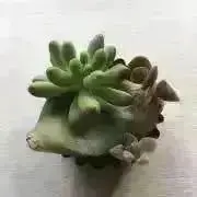 たろう☺︎の画像
