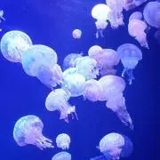 和