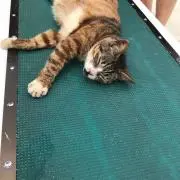 Kaeの画像