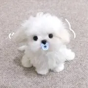 ぽちゃんの画像