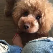 サクラン