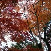 ペルの画像