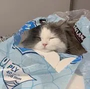 rの画像