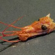UJEYの画像