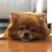 じゅんぴーの画像