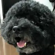 タロスケの画像