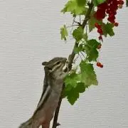ます