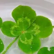 クローバー♡プロフ必読の画像