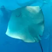 やねの画像