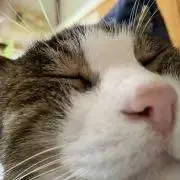 ターコ
