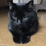 トモの画像