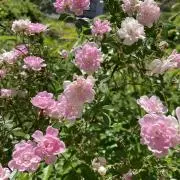 かめの画像