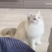 ミの画像