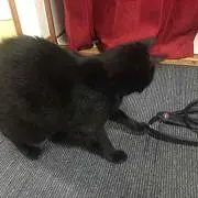 若柴