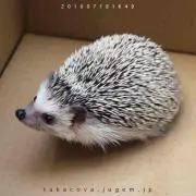 プロフ見てね！