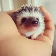 もーもーの画像