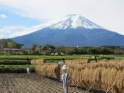 モック