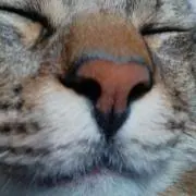 コトトロ