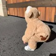 cocoの画像